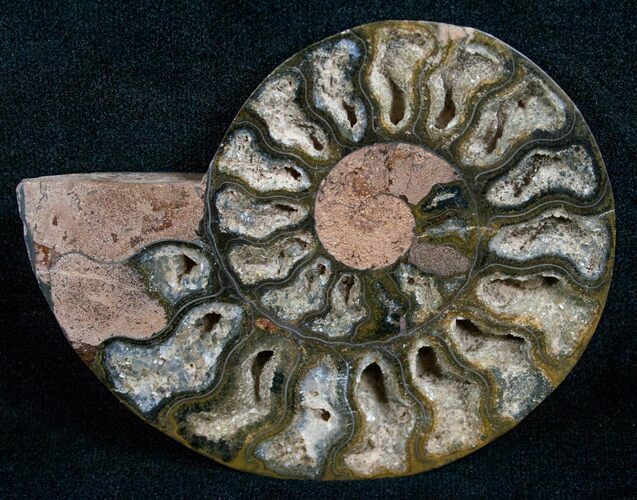 Black Cleoniceras Ammonite - (Half) #5645